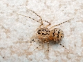 Scytodes_thoracica_Weibchen.jpg