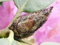 Seifertia_azaleae.jpg