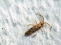 Seira domestica