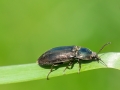 Selatosomus latus
