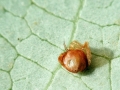 Semudobia_betulae.jpg