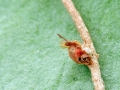 Semudobia_skuhravae.jpg