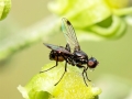 Sepsis fulgens