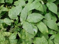 Septoria aegopodii