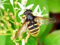 Sericomyia_silentis_Weibchen.jpg
