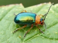 Sermylassa_halensis.jpg