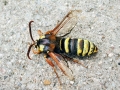 Sesia apiformis