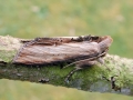 Shargacucullia scrophulariae