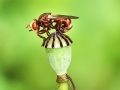 Sicus_ferrugineus.jpg