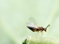 Sigmophora_brevicornis.jpg