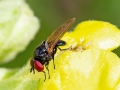 Silba fumosa