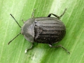 Silpha_tristis.jpg