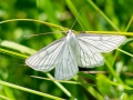 Siona lineata