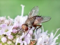 Siphona_geniculata.jpg