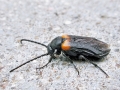 Sitaris muralis