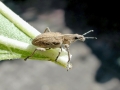 Sitona gressorius