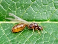 Solenopsis_fugax.jpg