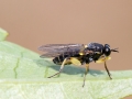 Solva_marginata.jpg