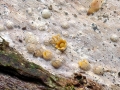 Sphaerobolus stellatus