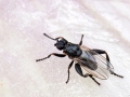 Sphaerocera_curvipes_Maennchen.jpg