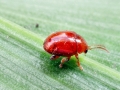 Sphaeroderma rubidium