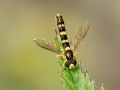 Sphaerophoria scripta
