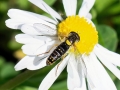 Sphaerophoria spp.