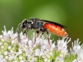 Sphecodes_albilabris.jpg