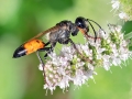 Sphex_funerarius_Weibchen.jpg