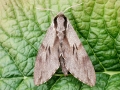 Sphinx_pinastri.jpg