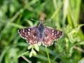 Spialia sertorius