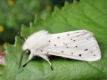 Spilosoma lubricipeda