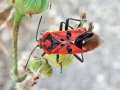 Spilostethus_pandurus.jpg