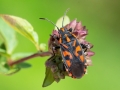 Spilostethus_saxatilis.jpg