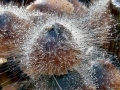 Spinellus fusiger
