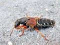 Staphylinus dimidiaticornis
