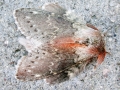 Stauropus_fagi.jpg