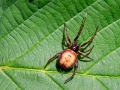 Steatoda bipunctata