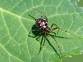 Steatoda triangulosa