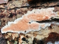 Steccherinum_ochraceum.jpg
