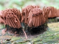 Stemonitis_axifera.jpg