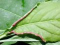 Stenacis euonymi