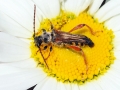 Stenopterus rufus