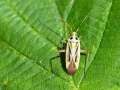 Stenotus_binotatus.jpg