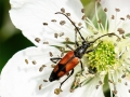Stenurella bifasciata