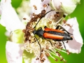 Stenurella melanura