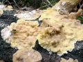 Stereum_hirsutum.jpg