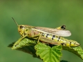 Stethophyma_grossum_Weibchen.jpg