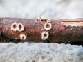 Stictis stellata