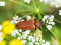 Stictoleptura rubra
